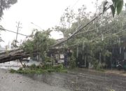 Pohon Tumbang di Jalan Parangtritis, Listrik Roboh