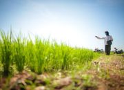 Ekspor Pertanian Naik, Impor Turun, Fondasi Pangan Kian Kuat