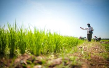 Ekspor Pertanian Naik, Impor Turun, Fondasi Pangan Kian Kuat