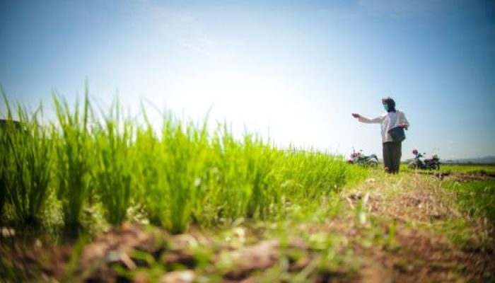 Ekspor Pertanian Naik, Impor Turun, Fondasi Pangan Kian Kuat